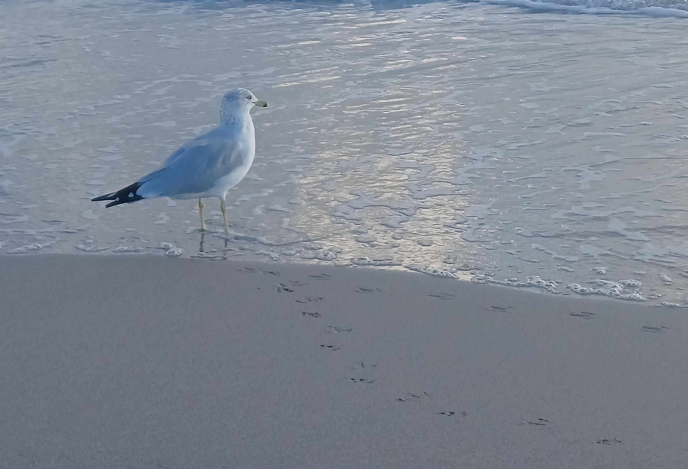 Seabird-1