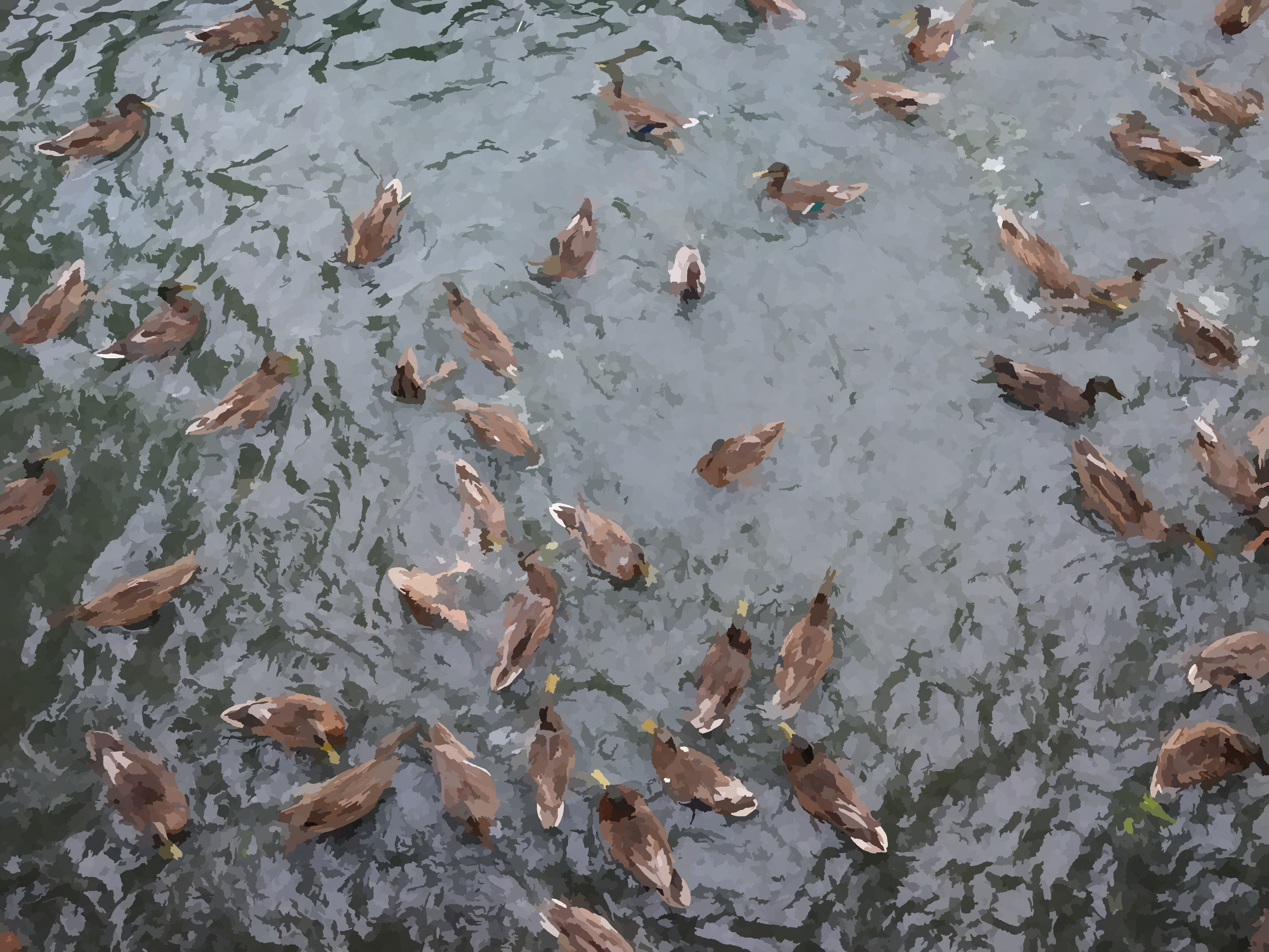 Duck