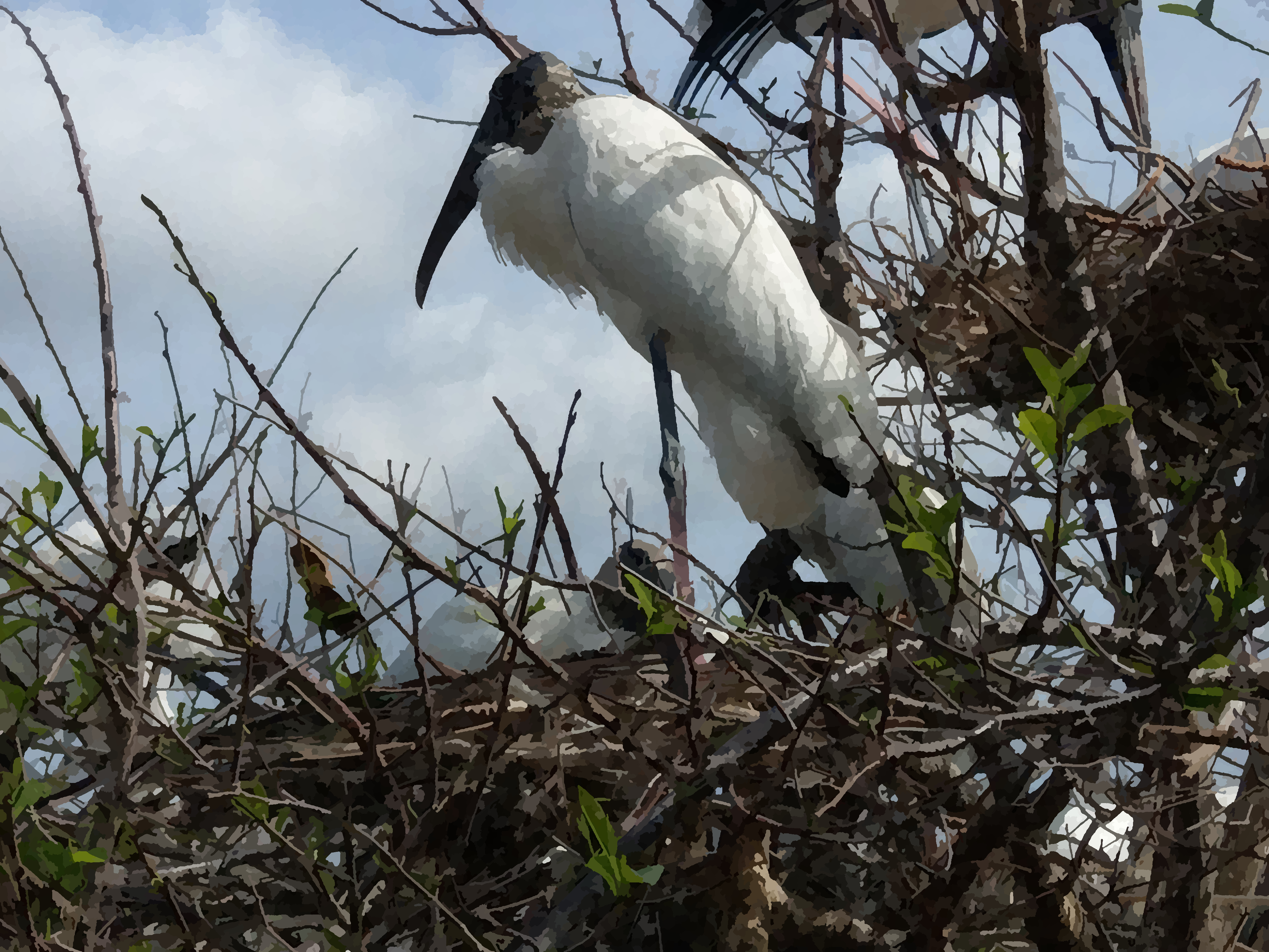 Stork